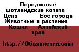 Породистые шотландские котята. › Цена ­ 5 000 - Все города Животные и растения » Кошки   . Алтайский край